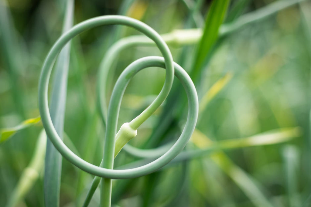 Garlic Scapes