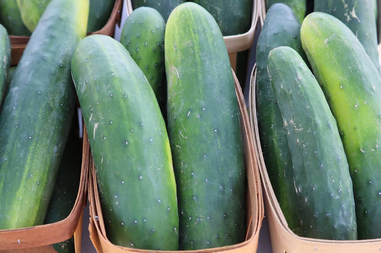 Cucumber