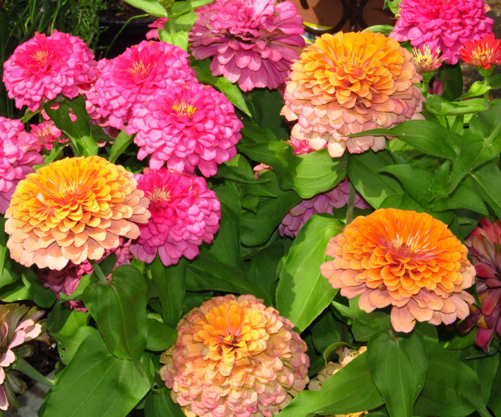 Flowers