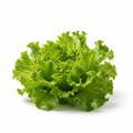Lettuce